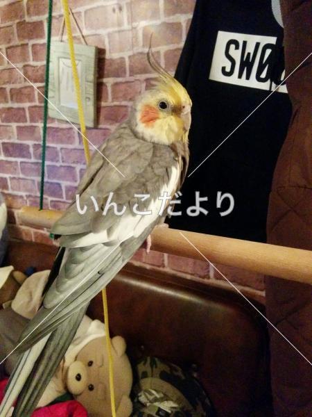 迷い鳥の写真
