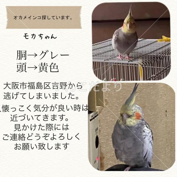 迷い鳥の写真