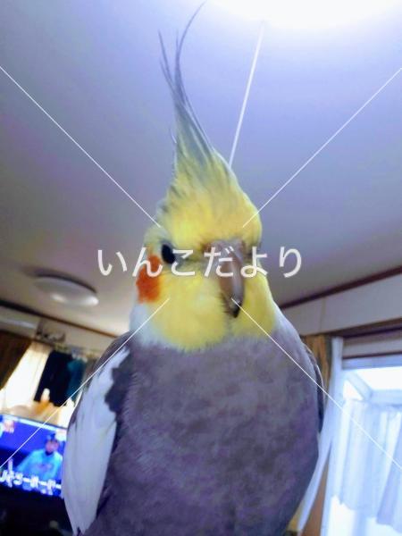 迷い鳥の写真