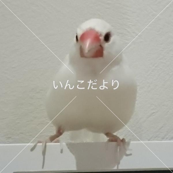 迷い鳥の写真