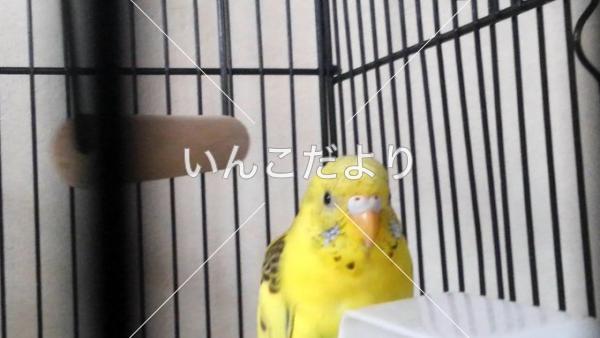 迷い鳥の写真