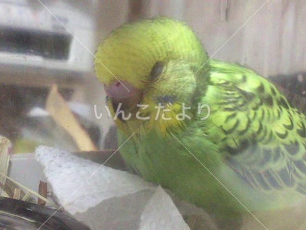 迷い鳥の写真