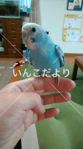 迷い鳥の写真