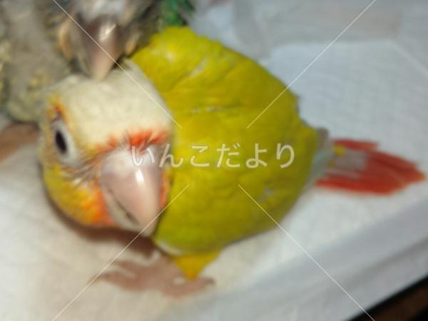 迷い鳥の写真