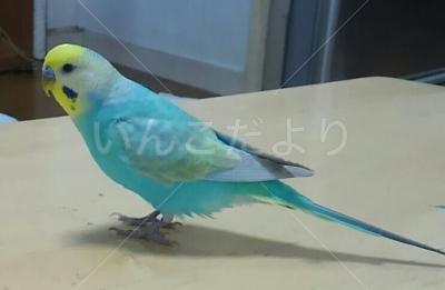 迷い鳥の写真