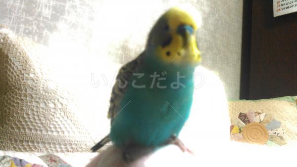 迷い鳥の写真