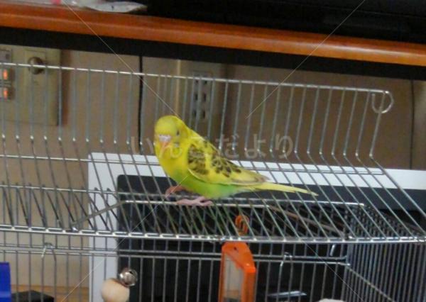 迷い鳥の写真