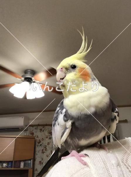 迷い鳥の写真