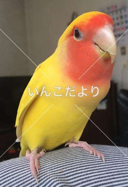 迷い鳥の写真