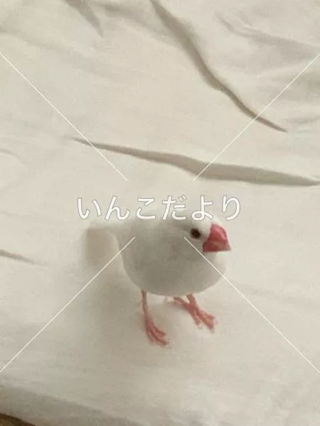 迷い鳥の写真
