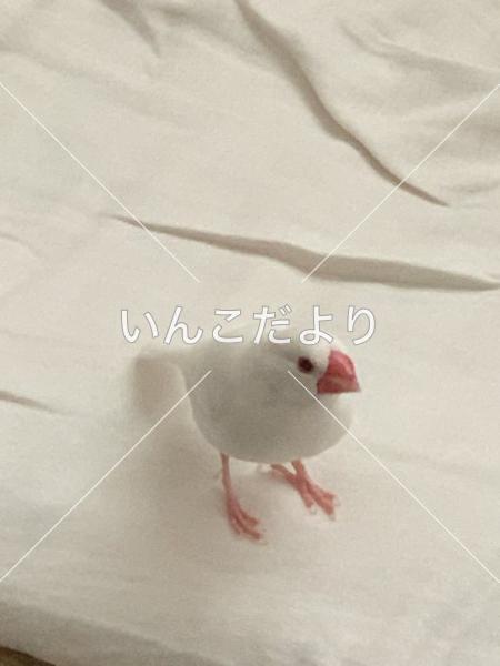 迷い鳥の写真