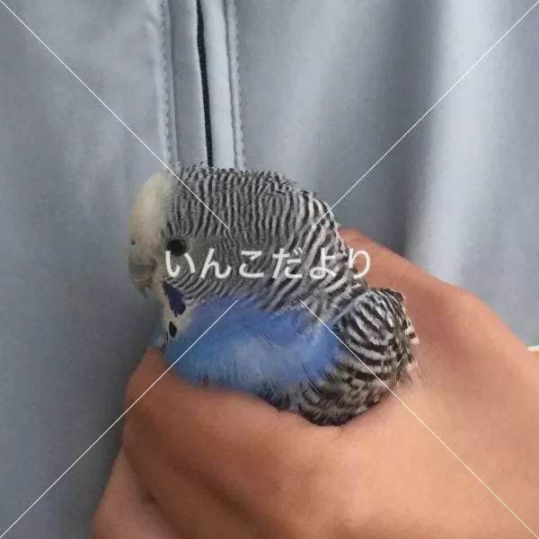 保護鳥の写真