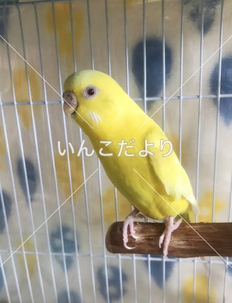 保護鳥の写真