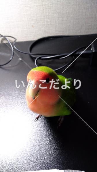迷い鳥の写真