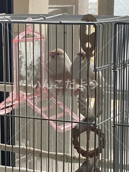 保護鳥の写真