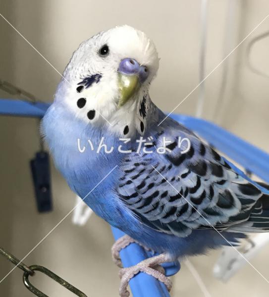 迷い鳥の写真