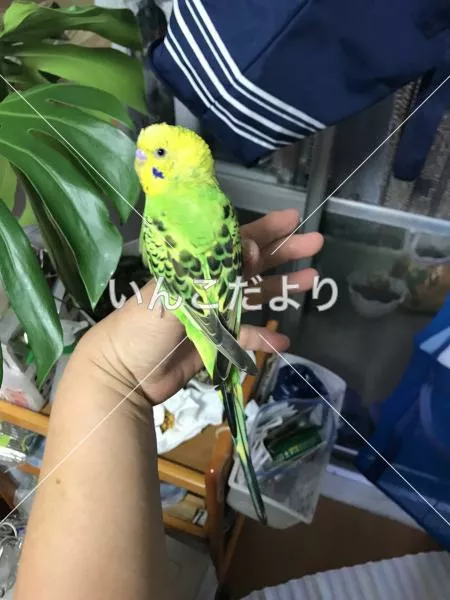 保護鳥の写真