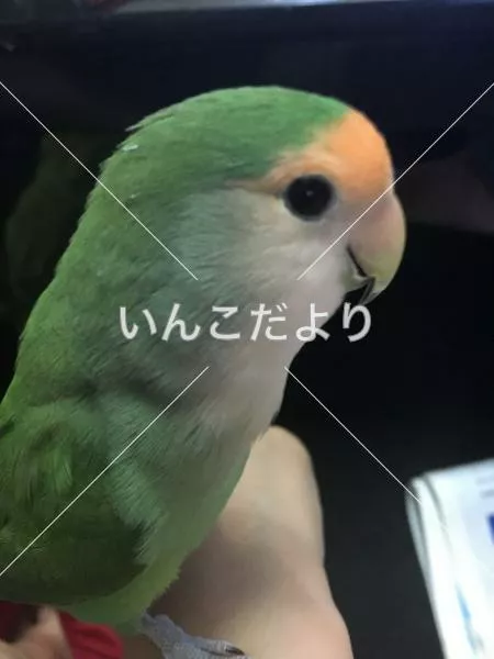 迷い鳥の写真