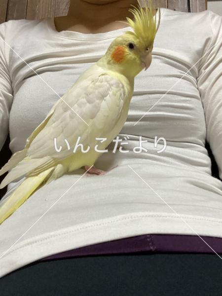 迷い鳥の写真