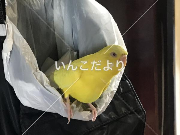 迷い鳥の写真