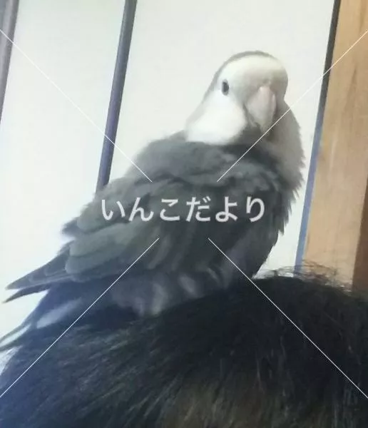 迷い鳥の写真
