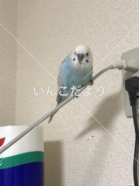 迷い鳥の写真