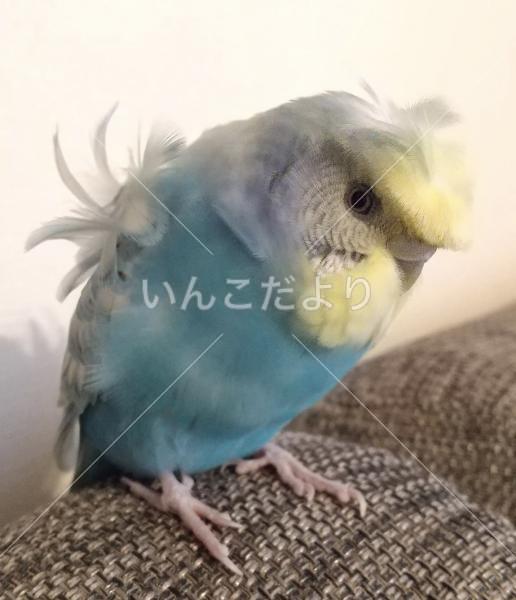 迷い鳥の写真
