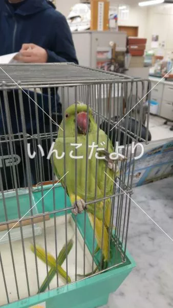 保護鳥の写真