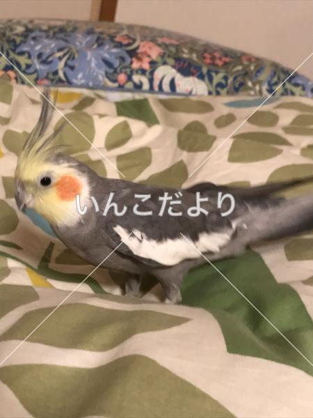 迷い鳥の写真