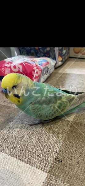 保護鳥の写真