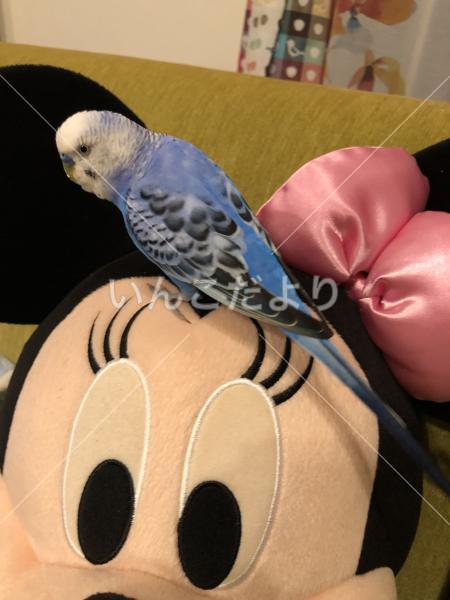 迷い鳥の写真