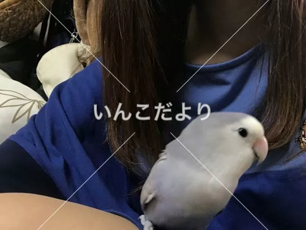 迷い鳥の写真
