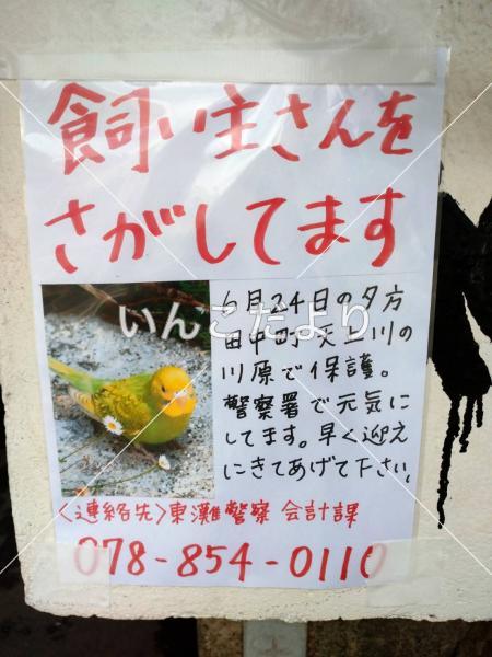 保護鳥の写真