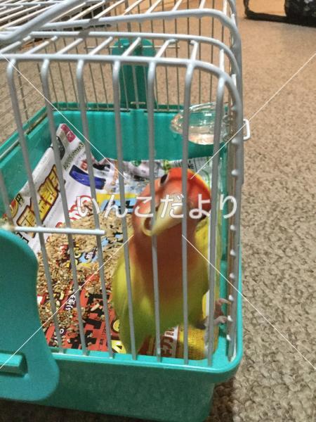 保護鳥の写真