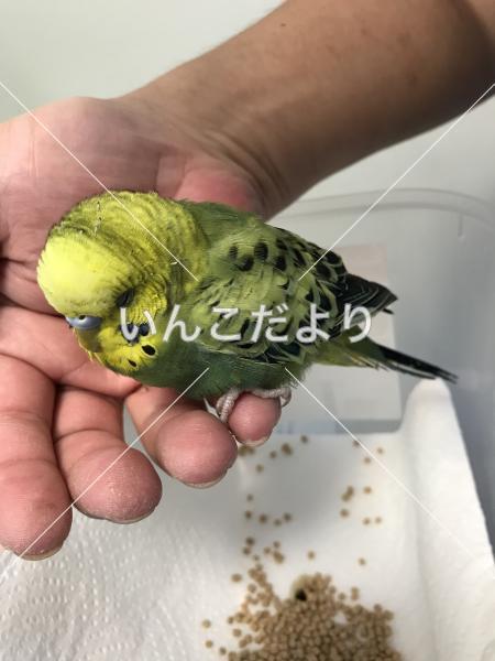 保護鳥の写真