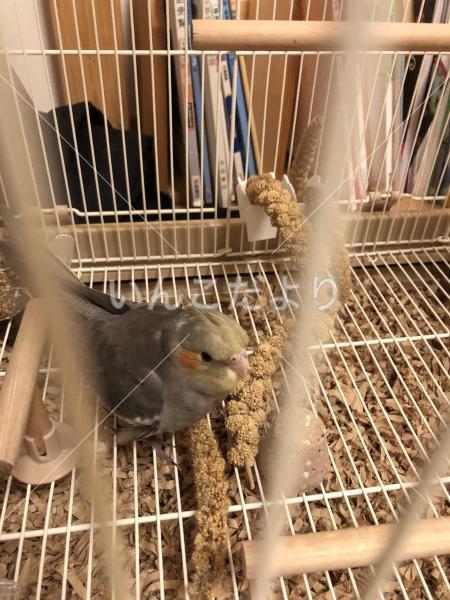 保護鳥の写真