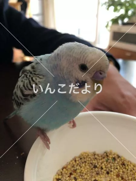保護鳥の写真
