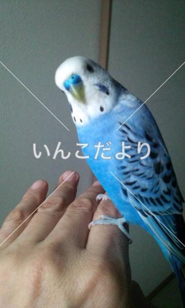 迷い鳥の写真