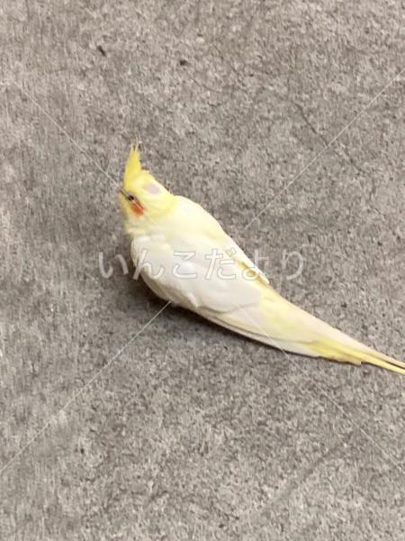 保護鳥の写真