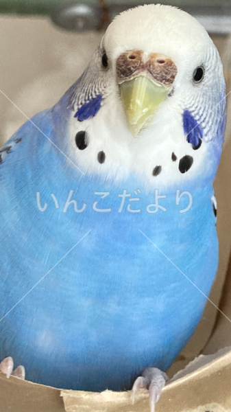 迷い鳥の写真