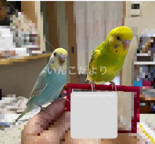 迷い鳥の写真