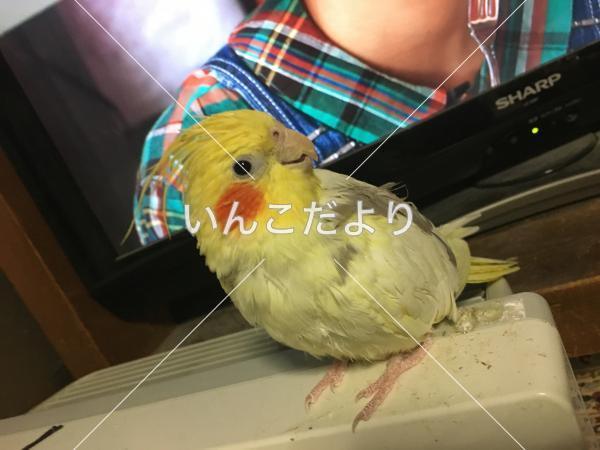 迷い鳥の写真