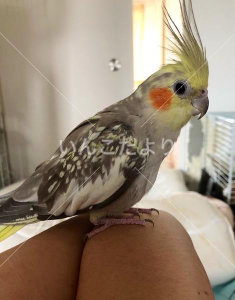 迷い鳥の写真