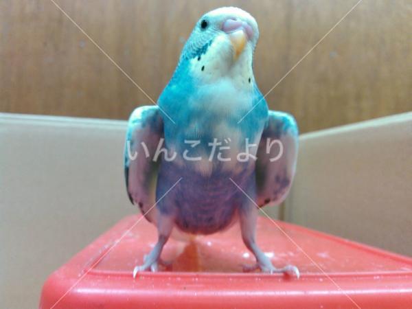 迷い鳥の写真