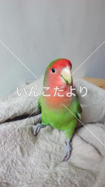 迷い鳥の写真