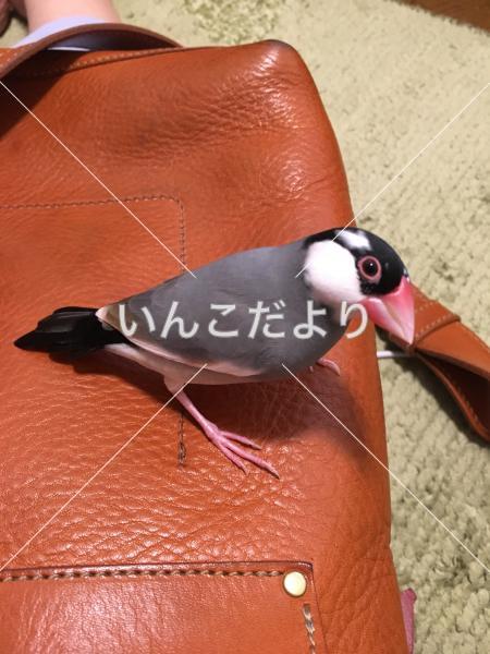 迷い鳥の写真