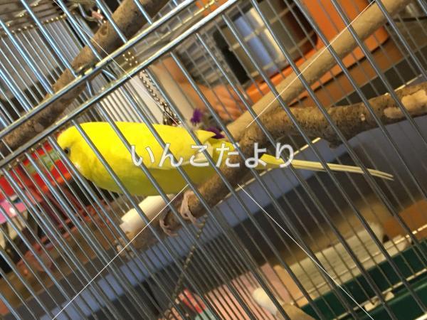 保護鳥の写真