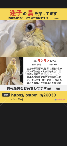 迷い鳥の写真