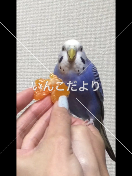 迷い鳥の写真