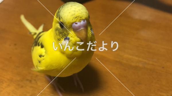 迷い鳥の写真